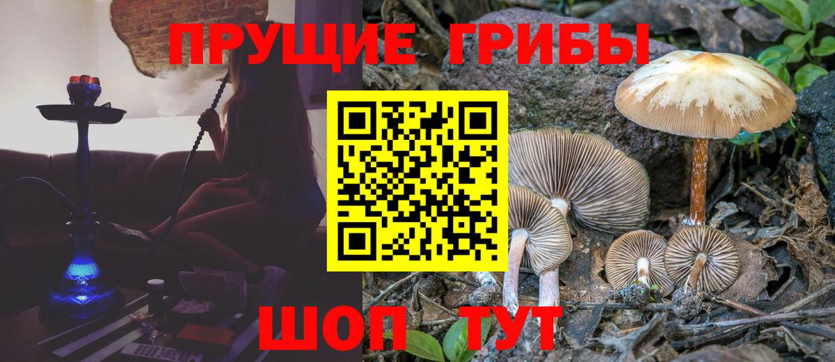 Галлюциногенные грибы Psilocybe Северск